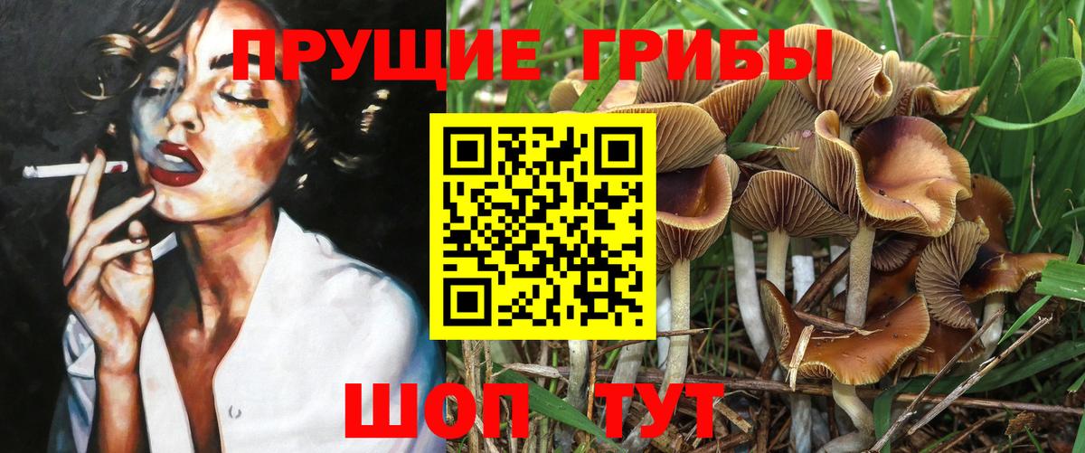 наркотики  Псилоцибиновые грибы Cubensis  Всеволожск  Вход с VPN  Галлюциногенные грибы Cubensis 